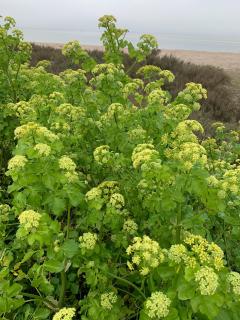 We came across this not very nice smelling plant in many places - still to be identified!